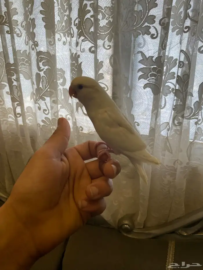 فروخ روز البينو عيون حمر 2