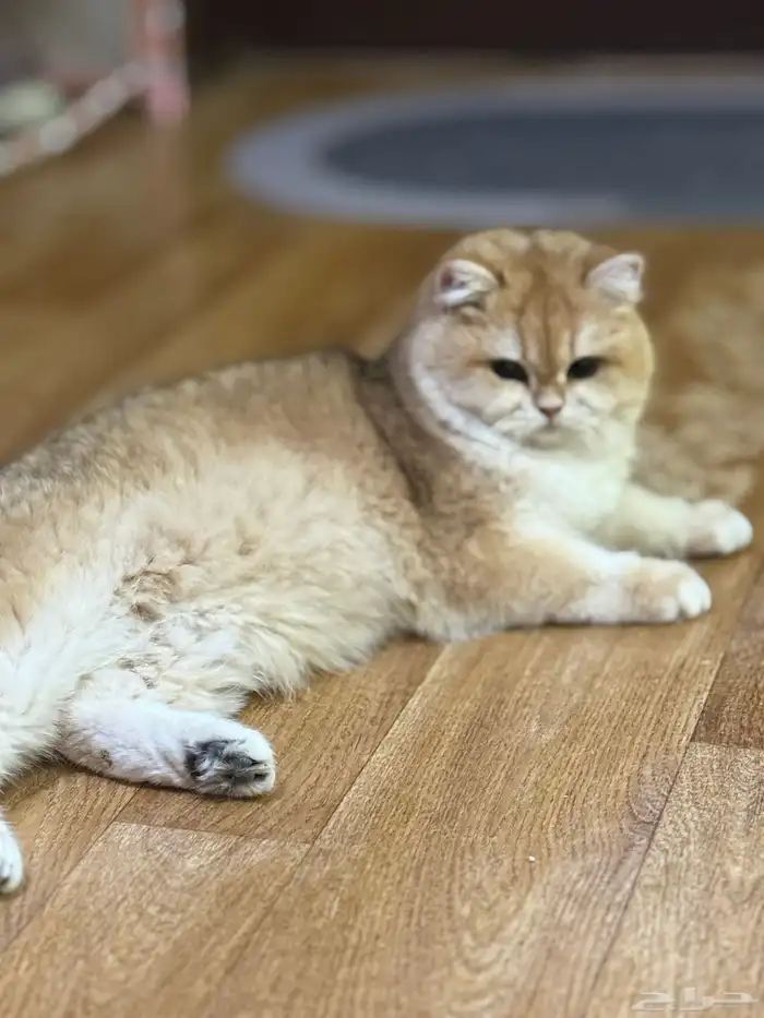 البيع قطط برتش 2