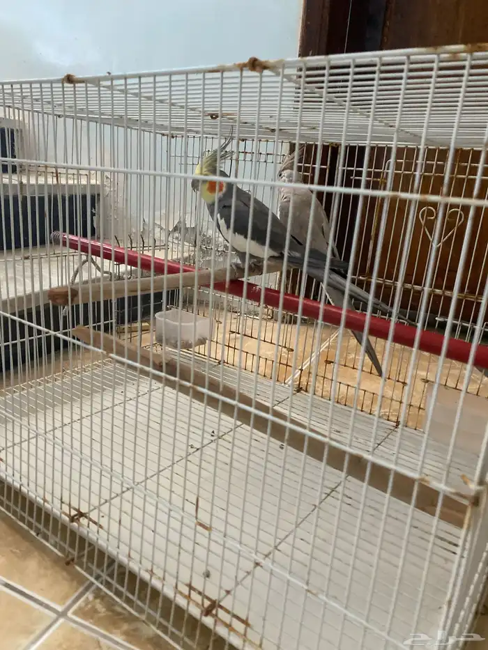 كروان جوز ع السوم مافيهم إلا العافيه سبب البيع متجاهلهم 0