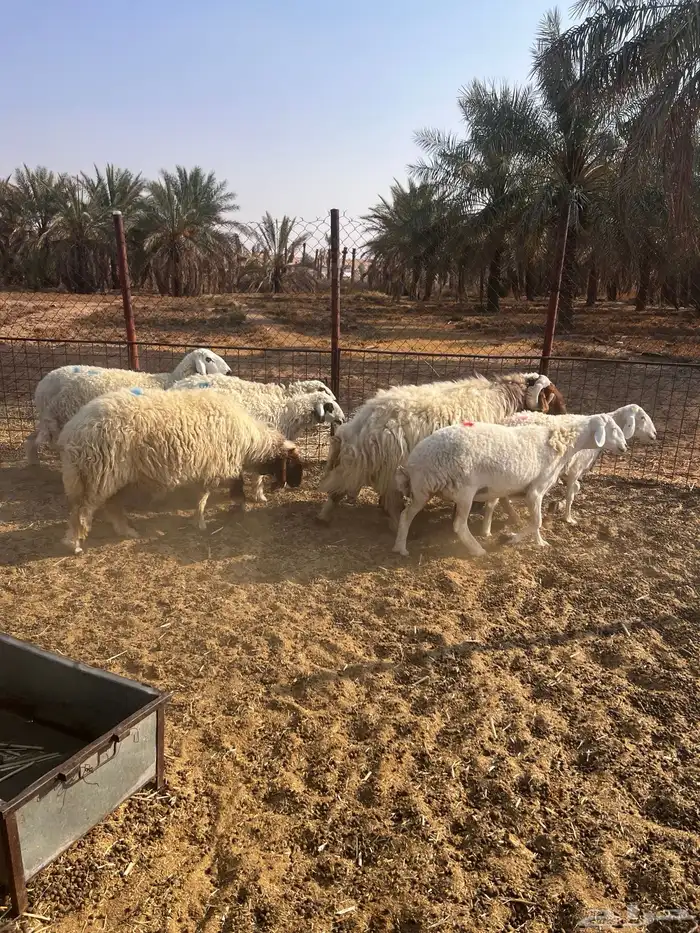 للبيع غنم مراح واحد 3