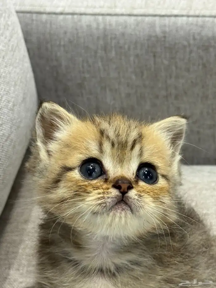 قط صغير ( كيتن ) للبيع 2