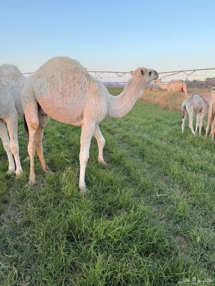 قعود حاشي فل شحم 0