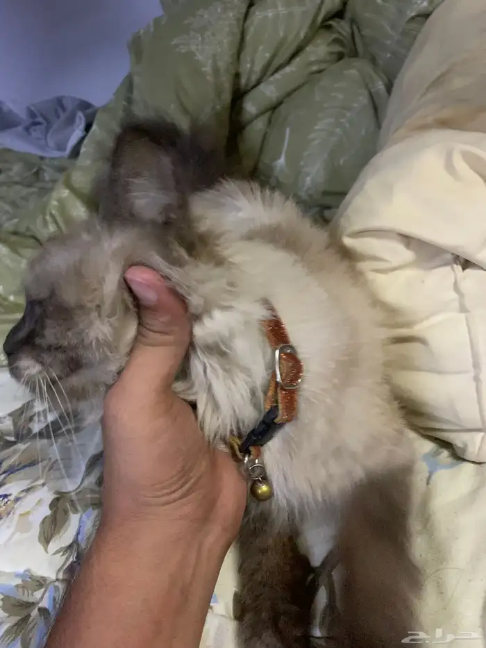 بسه ضايعه و سلسله ع رقبتها حصلته ف حي العمره 2