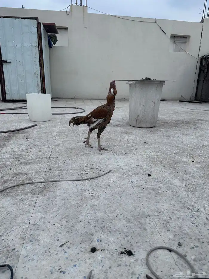 ديك باكستاني فاخر 3