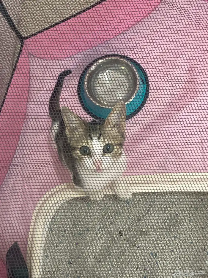 كيتن انثى سليمة 100   للبيع 2