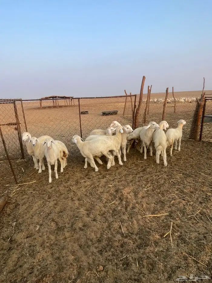 بهم حري نظيف 15