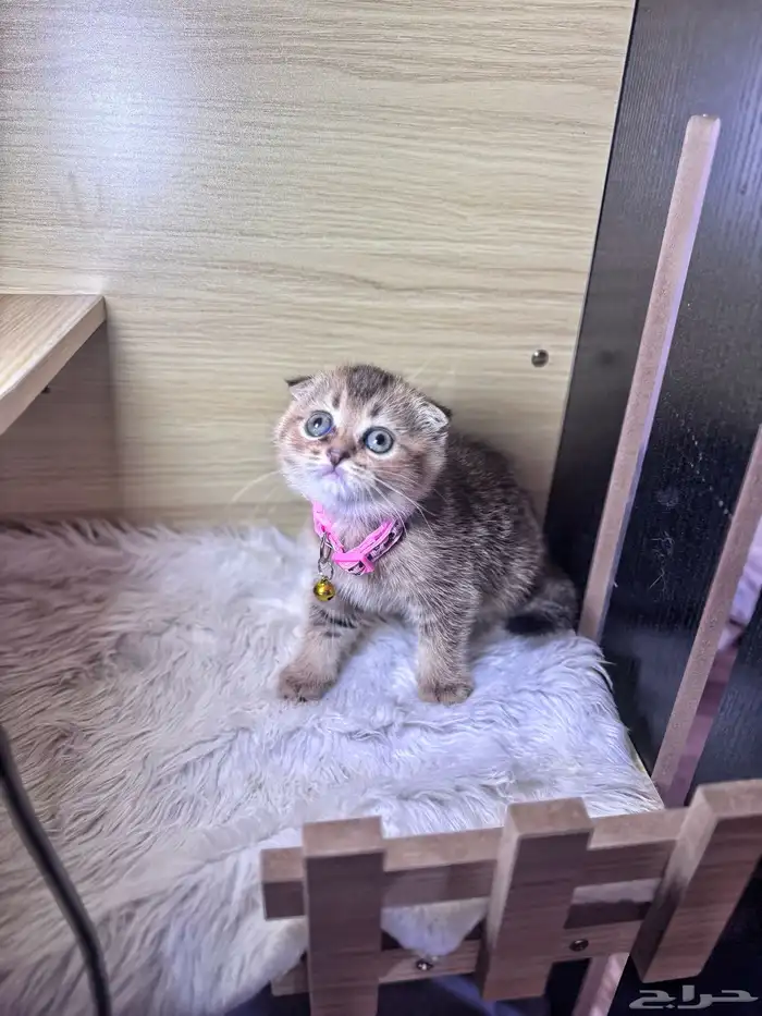 كيتن تربل فولد سكوتش للبيع 6