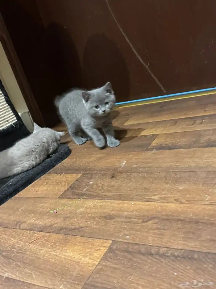 قطط صغار للبيع 3