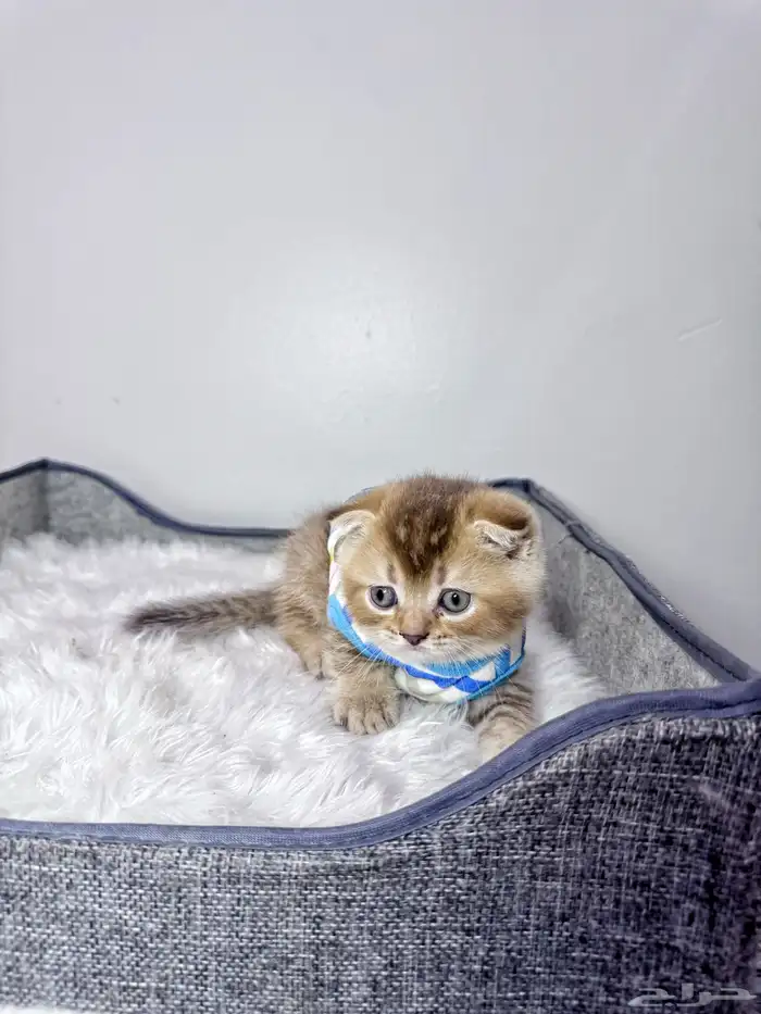 كيتن تربل فولد سكوتش للبيع 2