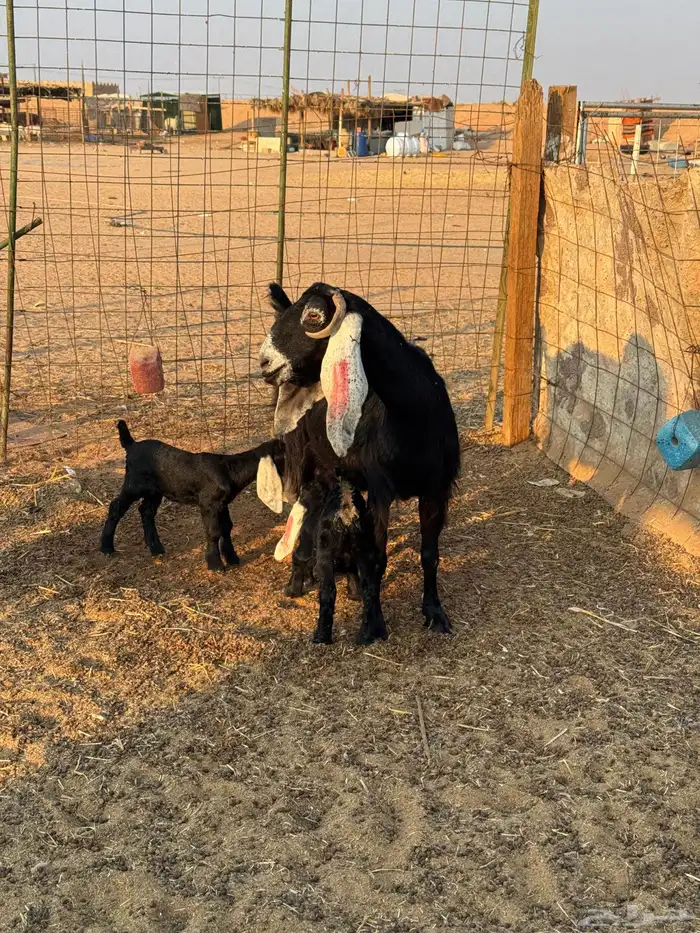 معزاء عوارض مواليد 9