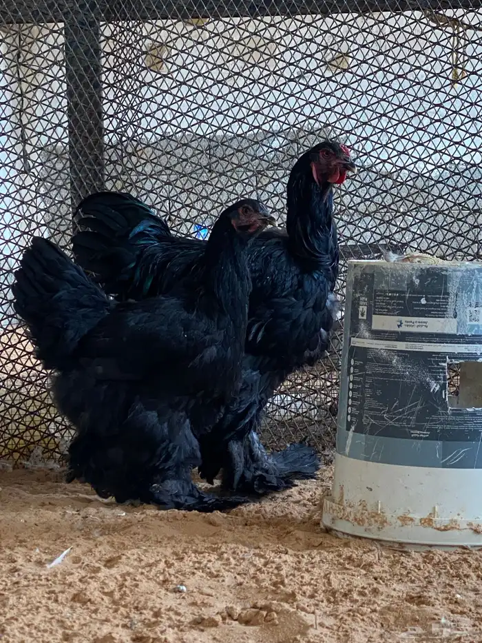 طقم براهما اسود صك 2