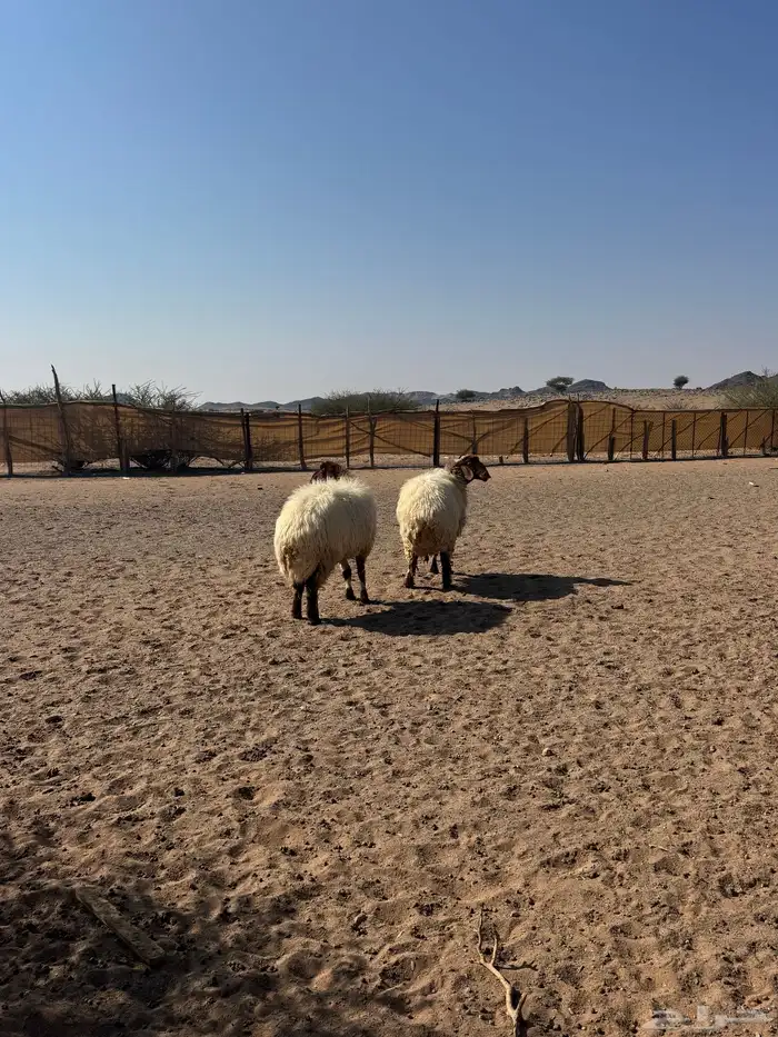 ضان نعيم حيل للبيع 3