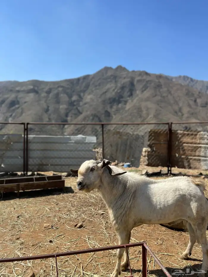 تيس بيشي فحل 5