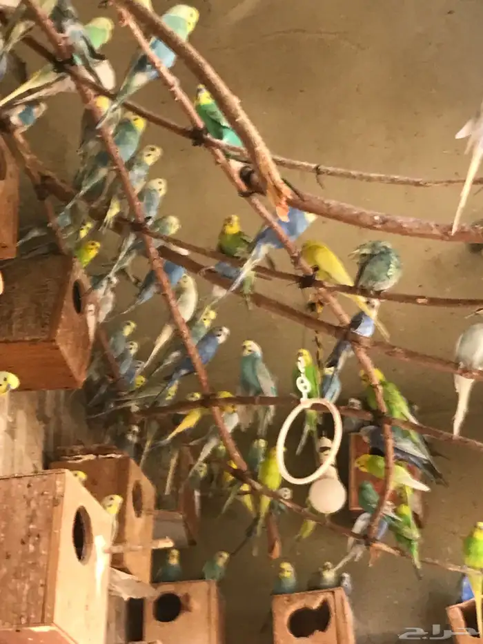 عشت طيور حب منتجه الحد الفرده ب 65 ريال البيع جمله للجميع 0