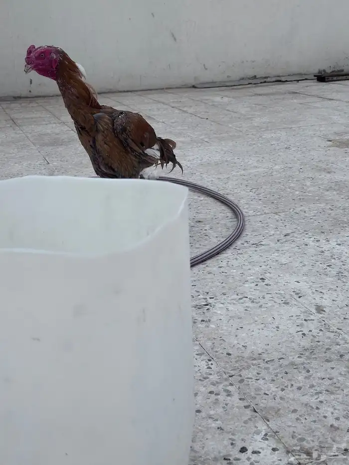 ديك باكستاني فاخر 7