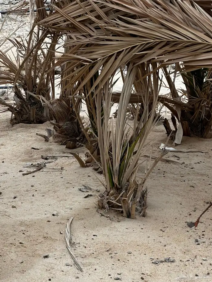 فسائل نخل للبيع 3