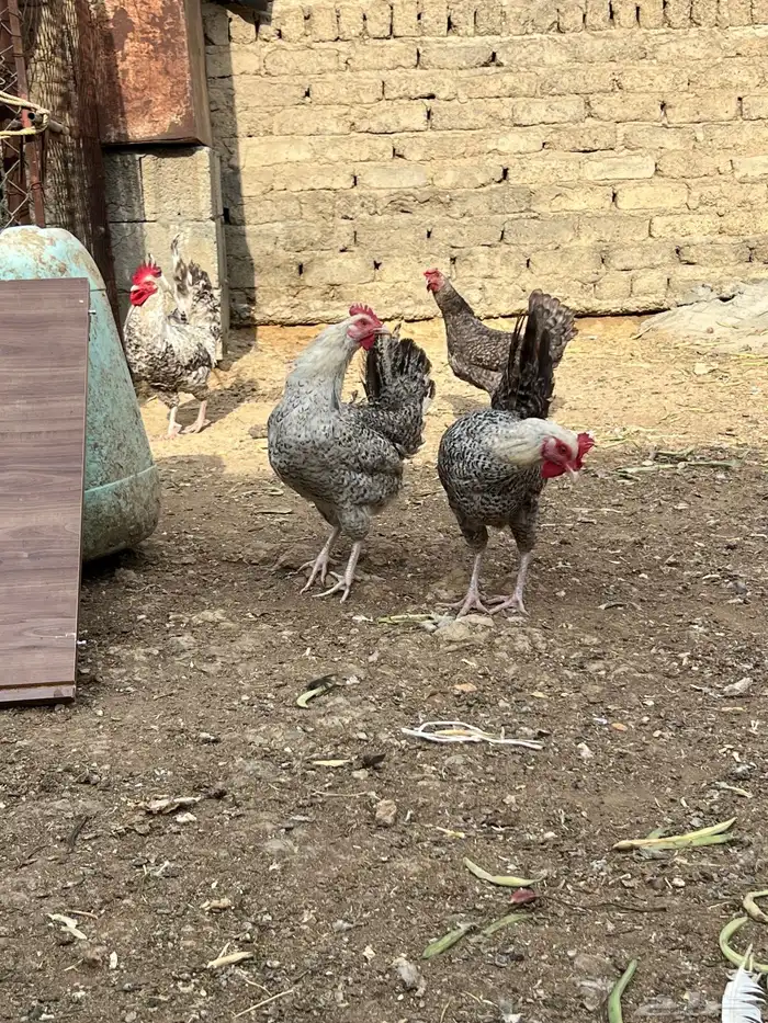 طقم فيومي تركي فاخر 3