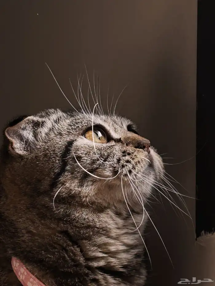 فندقه جميع الحيوانات 0