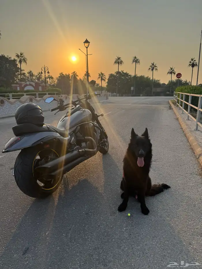 كلب جيرمن شبرد رويال بلاك لونق هير .. لتزاوج 4