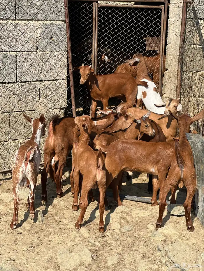 بهم تربيه بلدي 1