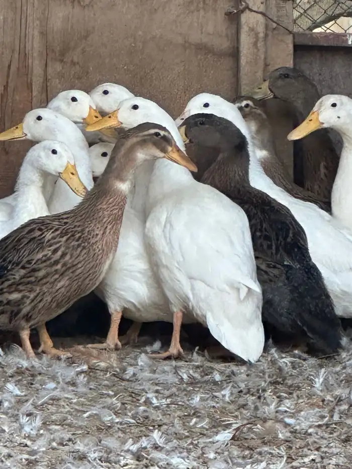 بط بكيني وشرشيري 2