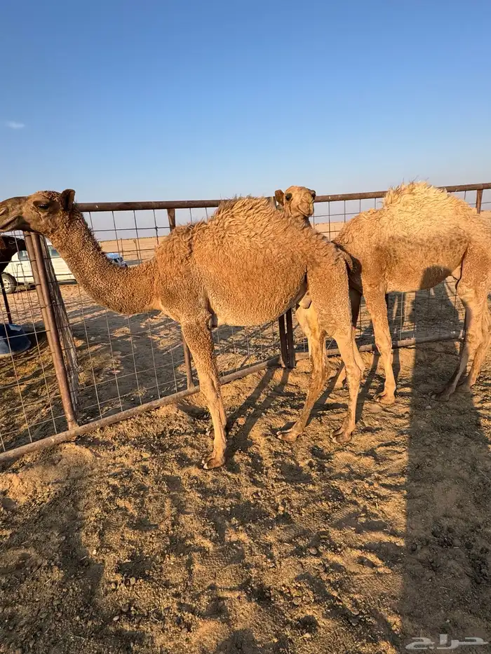 2 قعدان عمرهن 8 شهور مغلقة شحم 0