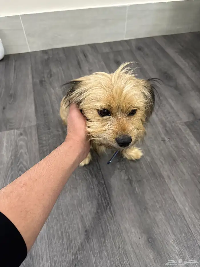 كلب مالتيز فرنسي عمره سنه ونص 3