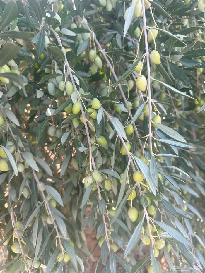 زيت زيتون الجوف نخب أول وعصره أولى بكر 0