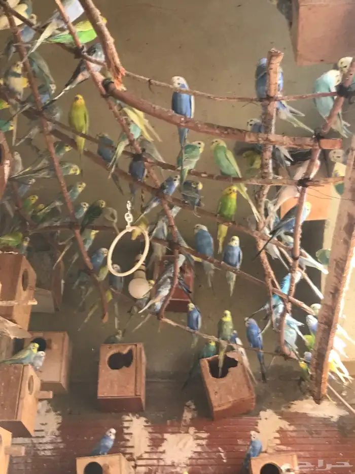 عشت طيور حب منتجه الحد الفرده ب 65 ريال البيع جمله للجميع 1