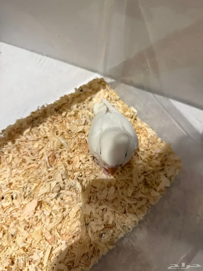 طير روز للبيع 1