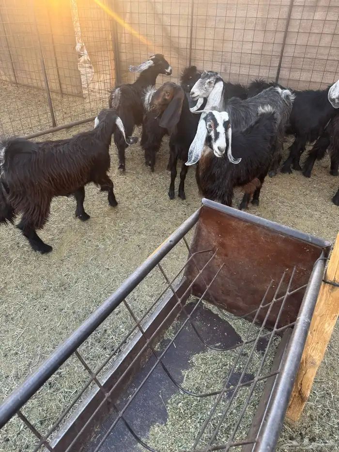 جفار مقنوي 9