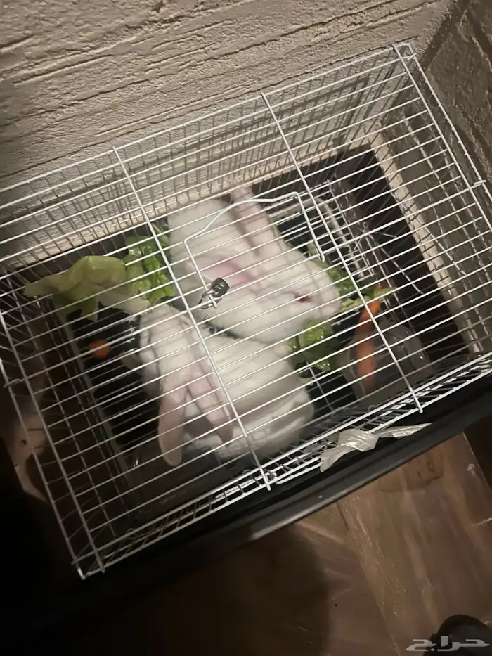 ارانب ارانب 2