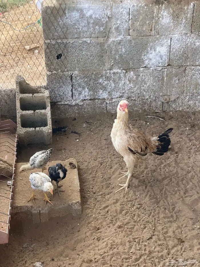 دجاجه باكستاني وفروخها 0