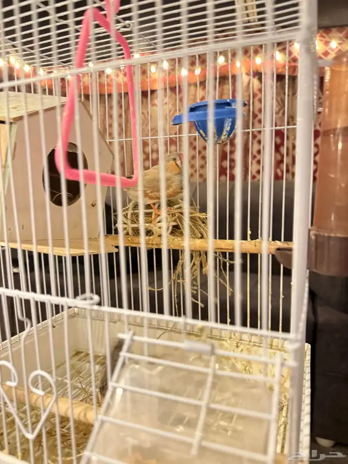 زيبرا هولندي جوز منتج 4