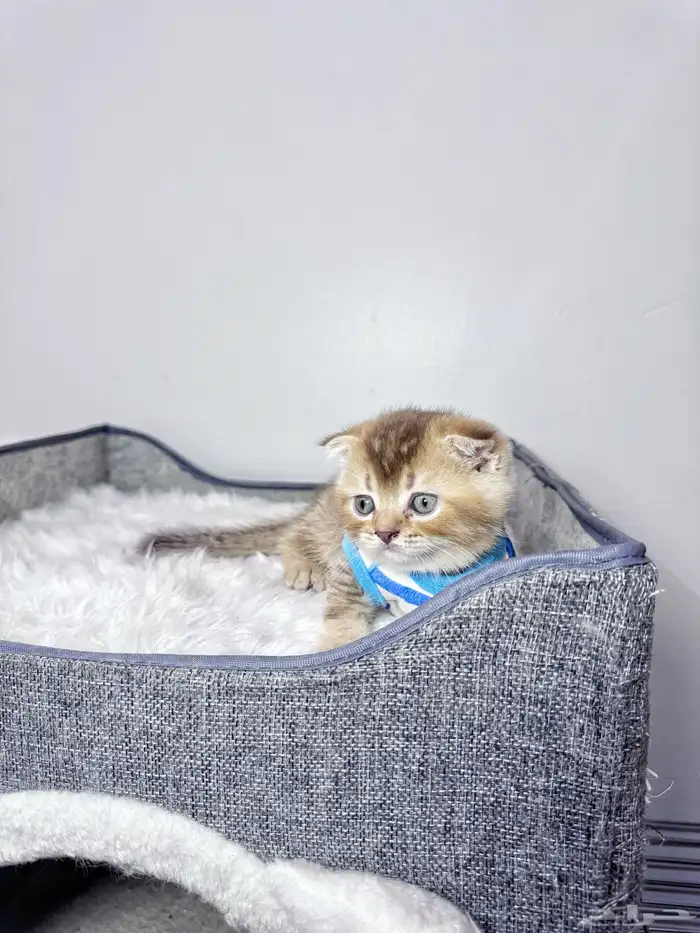 كيتن تربل فولد سكوتش للبيع 1