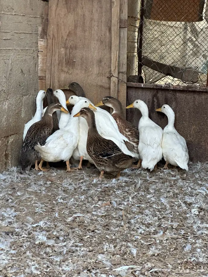 بط بكيني وشرشيري 11