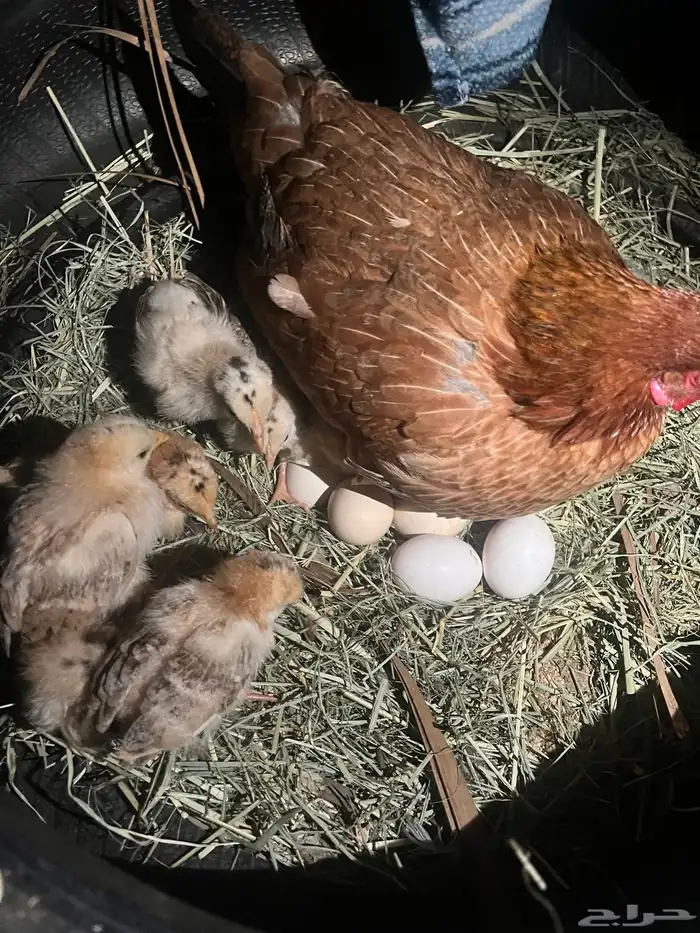 دجاجه وفروخه عليه 8 فروخ 0