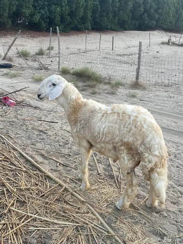 مشروع فحل خروف 2