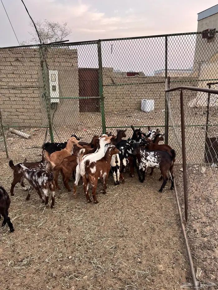 غنم مراح واحد 13