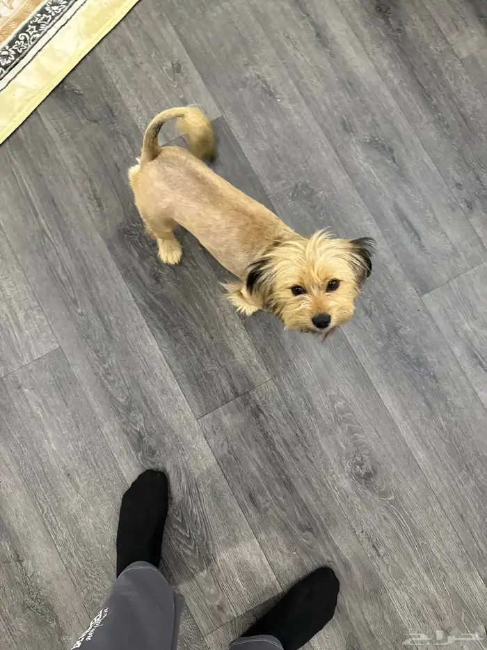 كلب مالتيز فرنسي عمره سنه ونص 4