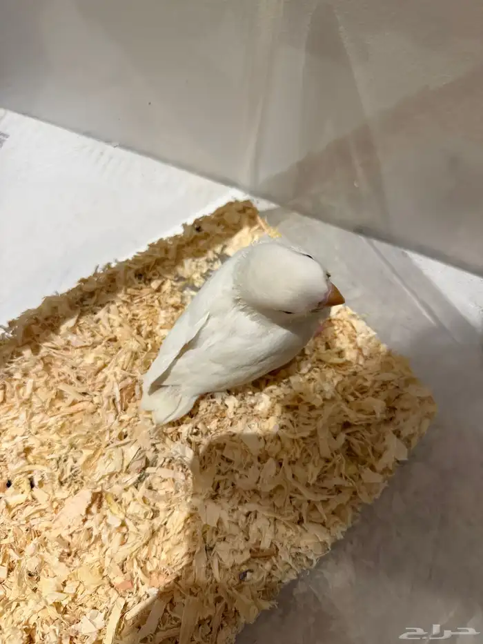 طير روز للبيع 0