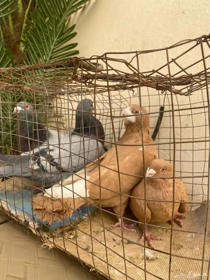 السلام عليكم. للبيع جوز شامي منتج وجوز ازرق مصري حجم جامبو 0