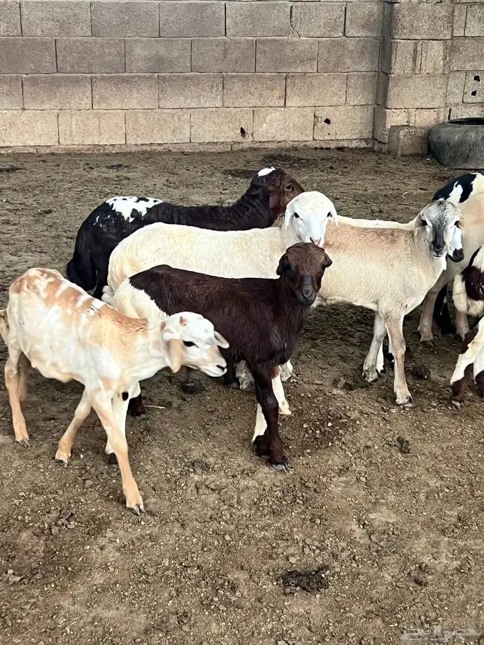 كباشة تربية للبيع 2