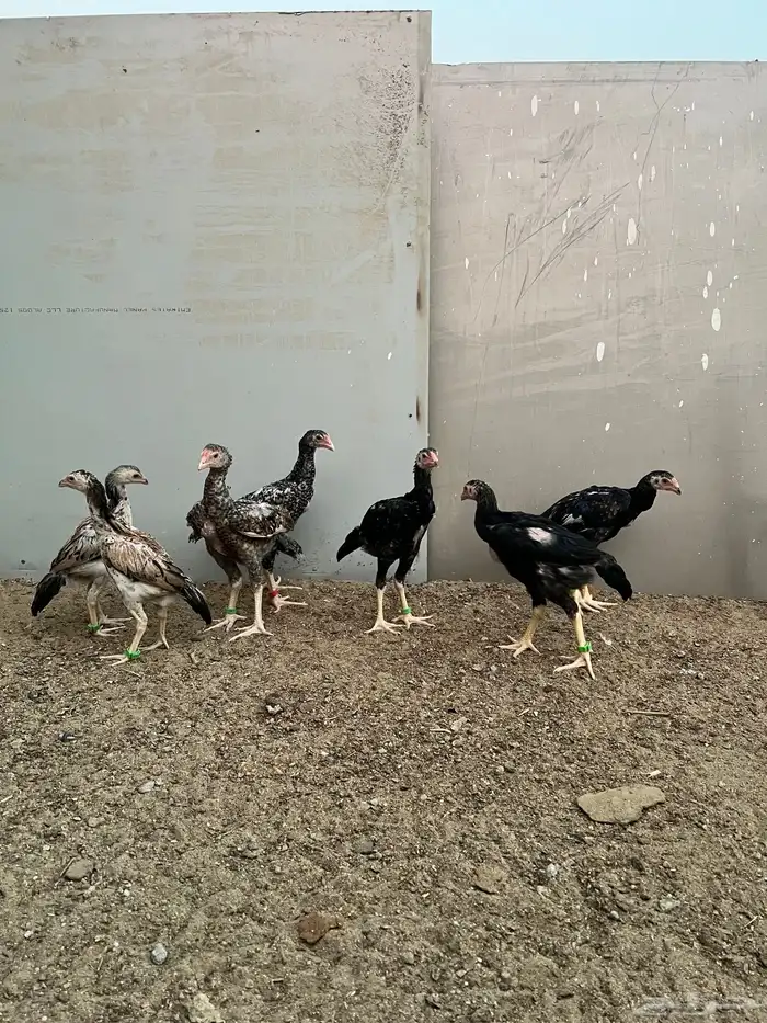 شامو ياباني 4