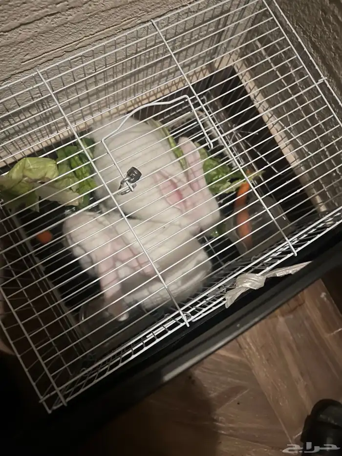 ارانب ارانب 4