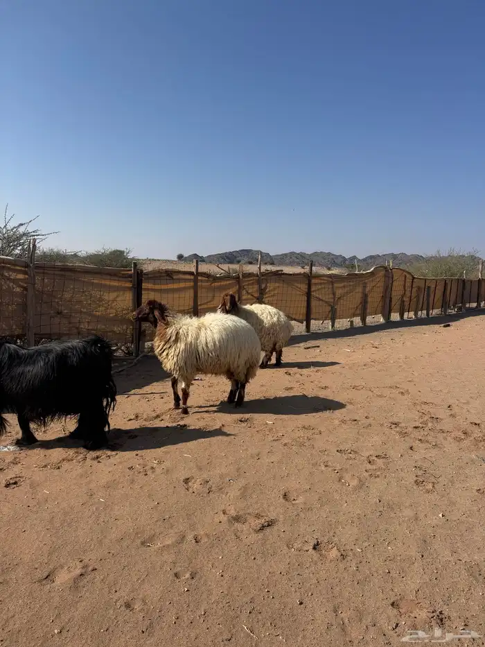 ضان نعيم حيل للبيع 0