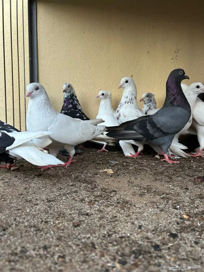 اجواز قطايف تب 8