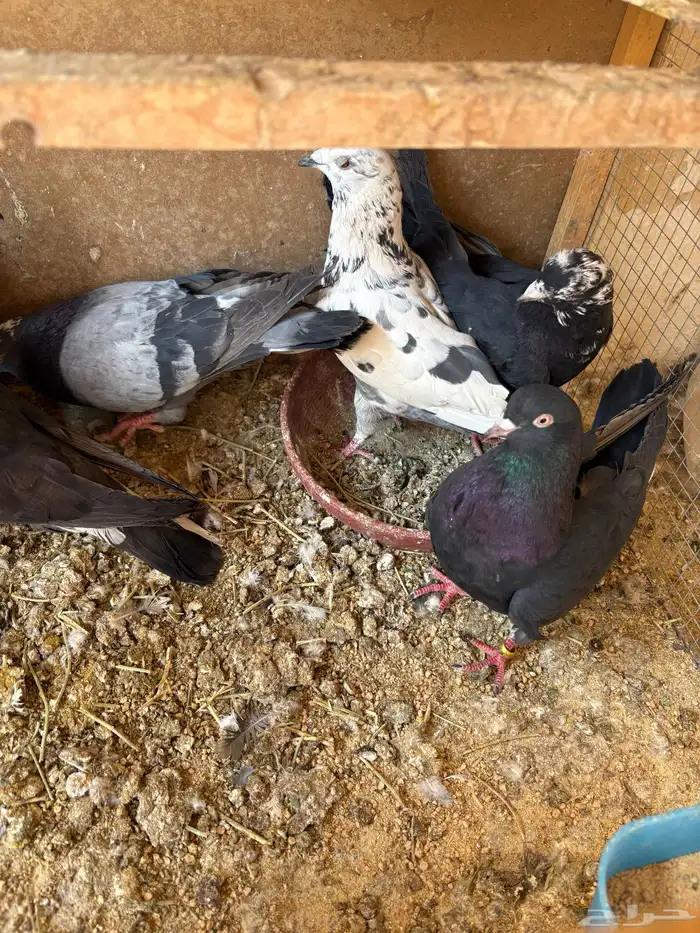 حمام قطيفي قلاب 3 اجواز وجوز مع البيعه 1