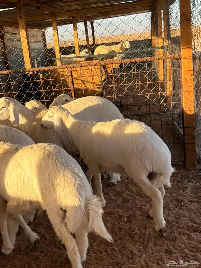 ذبايح نعيمي ذبائح حري سواكني خدمة ذبح وتوصيل 8