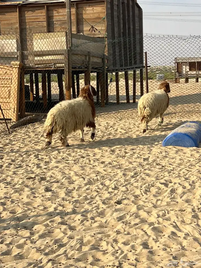 طليان حري و نعيم 0